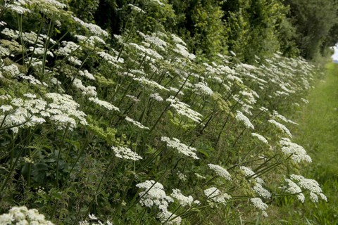 Hogweed