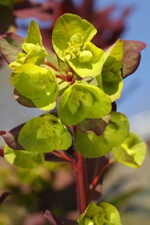 Wood spurge