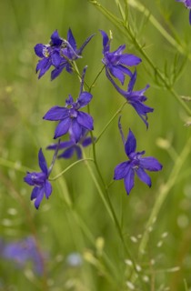 Forking Larkspur