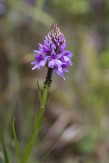 Flowering madeiran orchid
