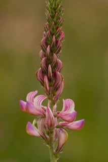 Sainfoin