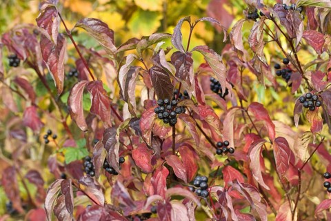 Common common dogwood