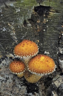 Flaming Scalycap
