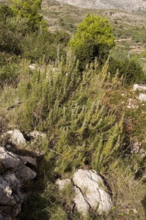 Wild rosemary