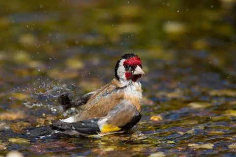 European goldfinch