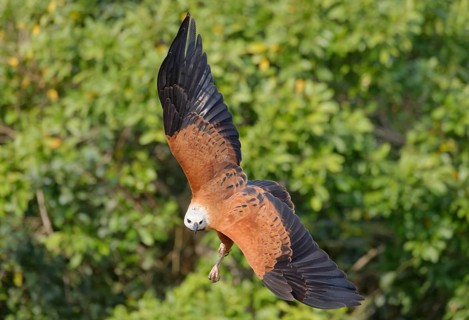 Black-collared Hawk