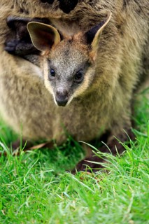 Agile wallaby