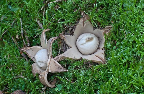Ruffed Earth Star