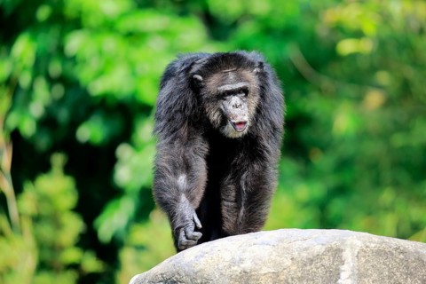 Chimpanzee