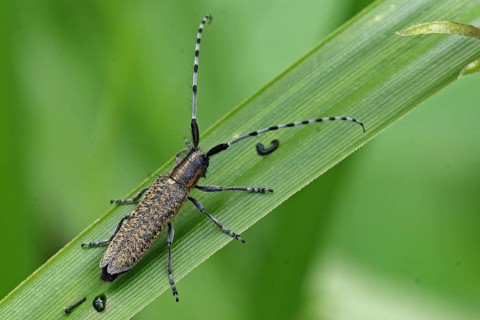 Golden-breasted Longhorn Beetle