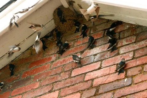 Fledglings in common house martin