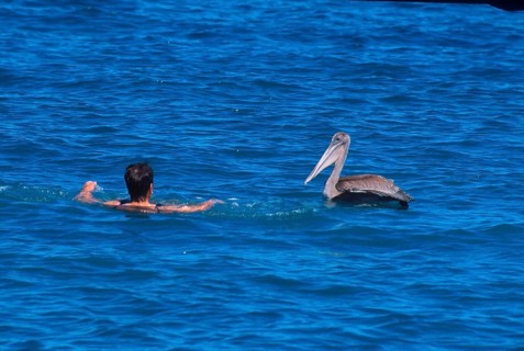 Marine Pelican