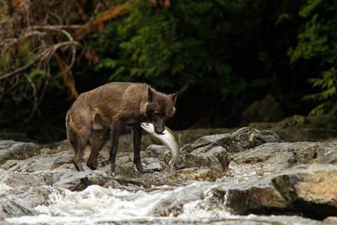 Grey Wolf
