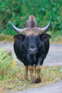 Gayal