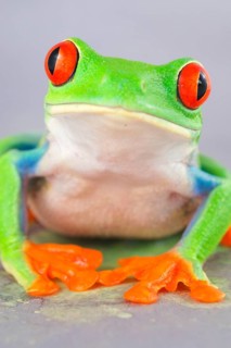 Red-eyed tree frogs