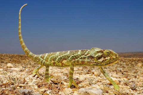 Socotra Chameleon
