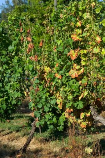 Symptoms of magnesium deficiency on vines in fruit in the Gironde
