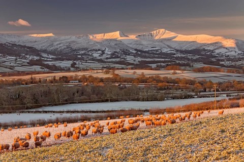 Domestic sheep
