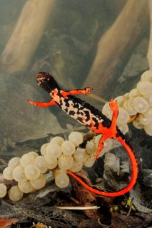 Spectacled salamander