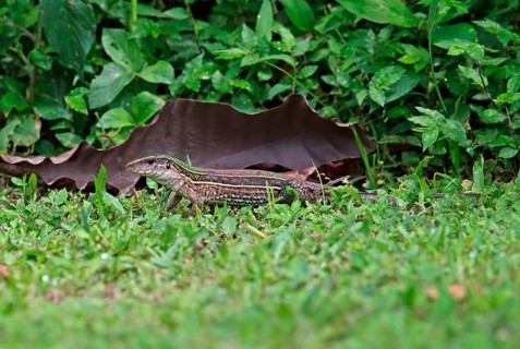Four-lined Ameiva