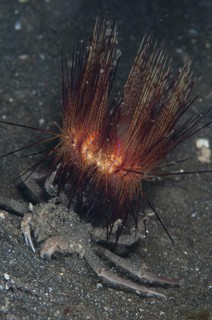 Dorippid crab