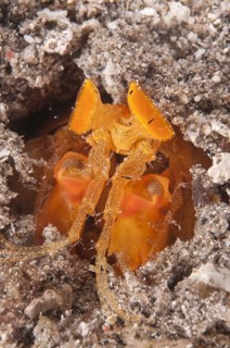 Mantis Shrimp