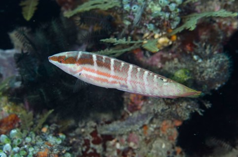 Pale coris