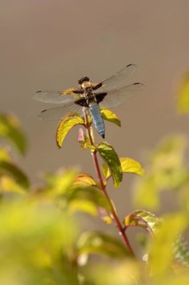 Broad-bodied chaser