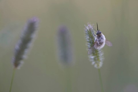 Large bee fly