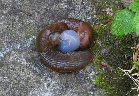 Red Slug