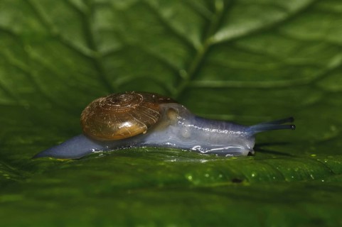Dark-bodied Glass-snail
