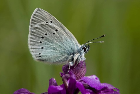 Green-bottomed green-underside blue