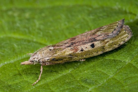 Bee Moth