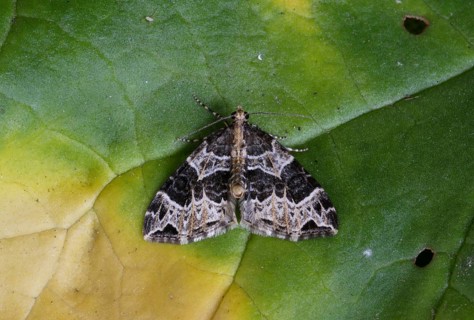 Small phoenix moth