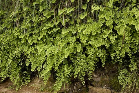 Southern Maidenhair Fern