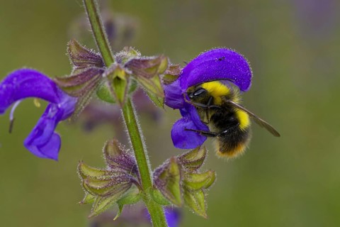Early Bumblebee