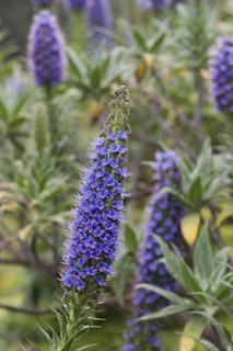 Magnificent viper's bugloss