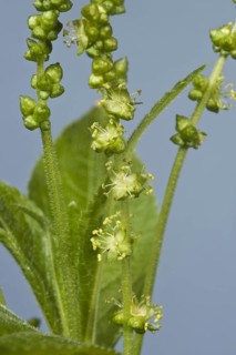 Dog's mercury