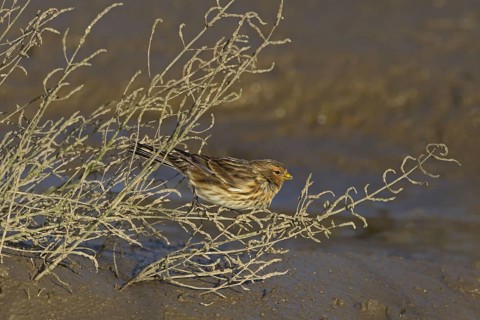 Twite