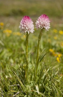 Vanilla Orchid