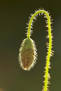 Poppy flowers
