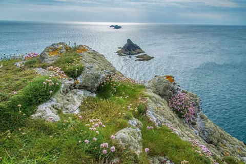 Flowering sea thrift