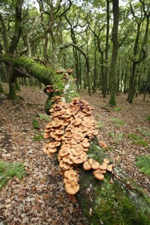 Fruiting body of honey fungus