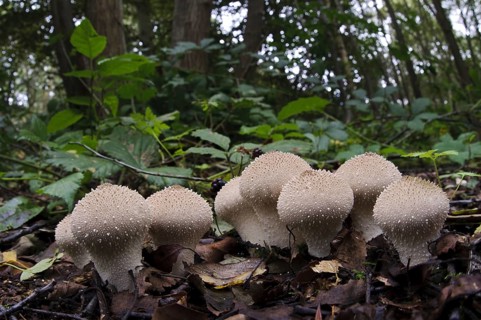 Common Puffball