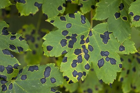 Sycamore