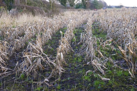 Maize