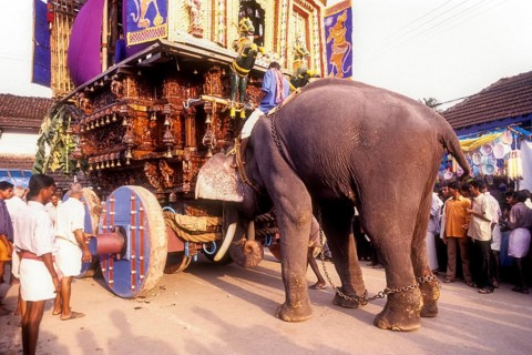 Elephant pushing the chariot in Radhotsavam or temple chariot festival in Kalpathy near Palakkad