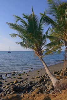 Coconut palms