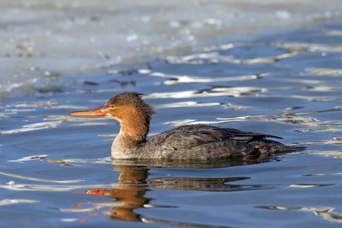 Female red-breasted merganser