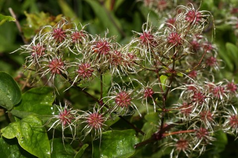 Common Vine